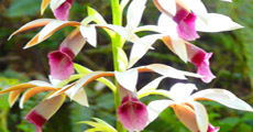 Soroa's Orchid Garden